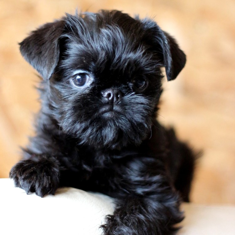 Бельгийский гриффон мини