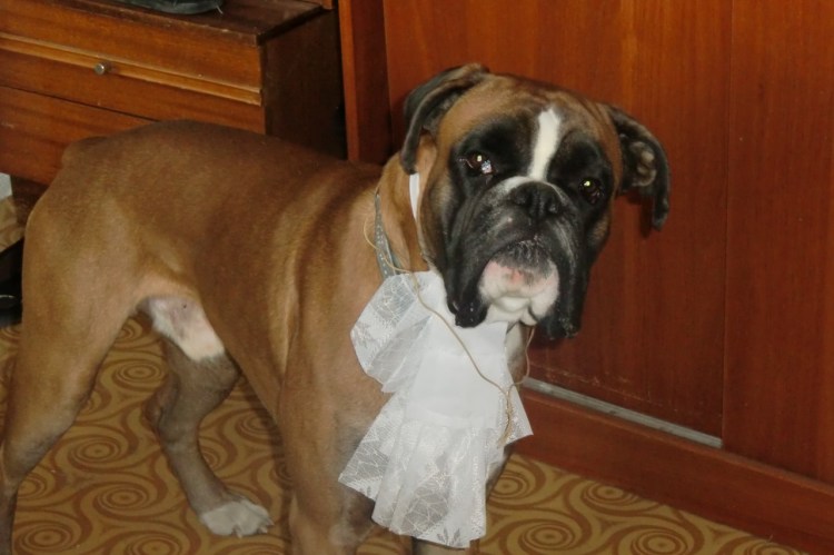 Собачка бельгийский гриффон