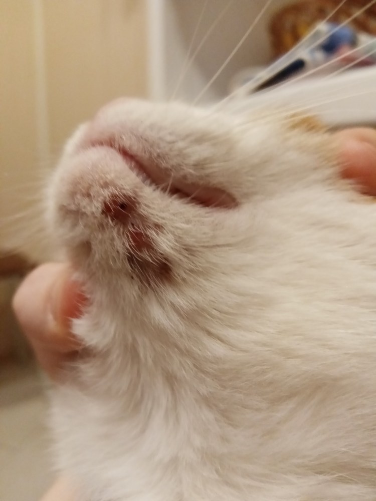 Уплотнение на животе у кошки