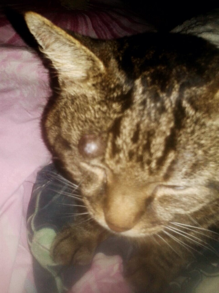 Черные пятна на носу у кота