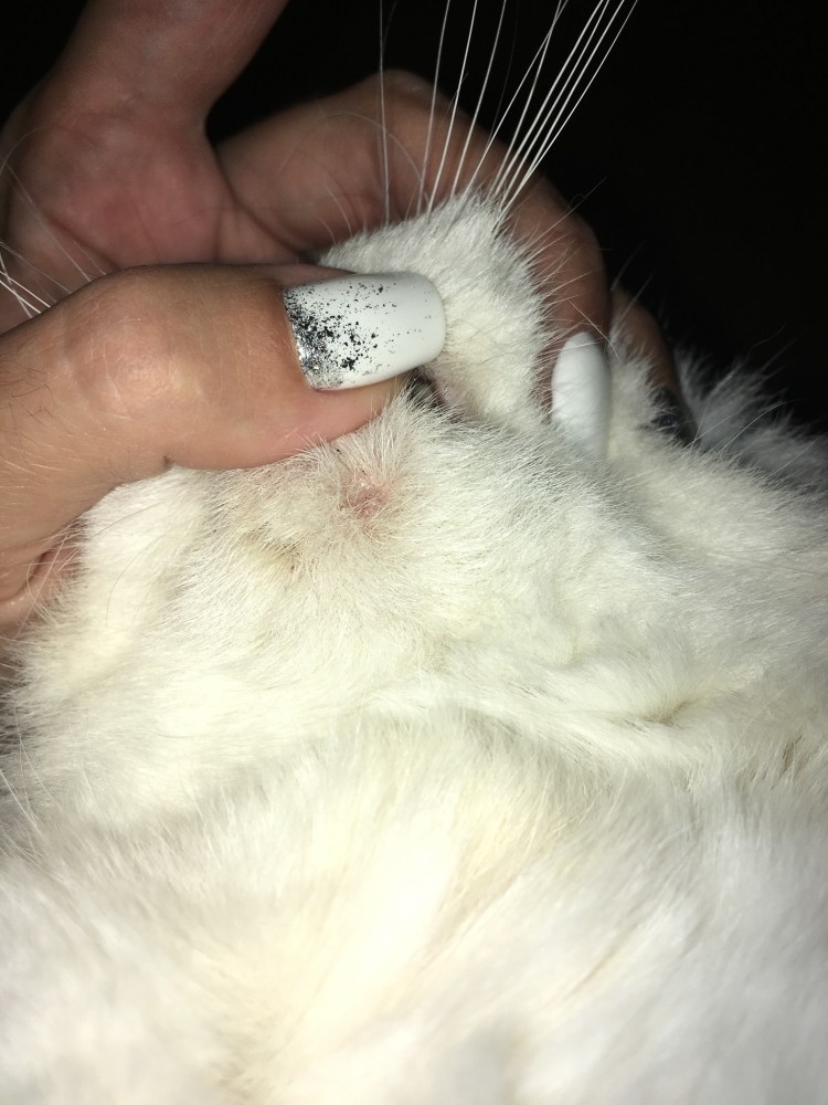 У кошки опухла нижняя губа