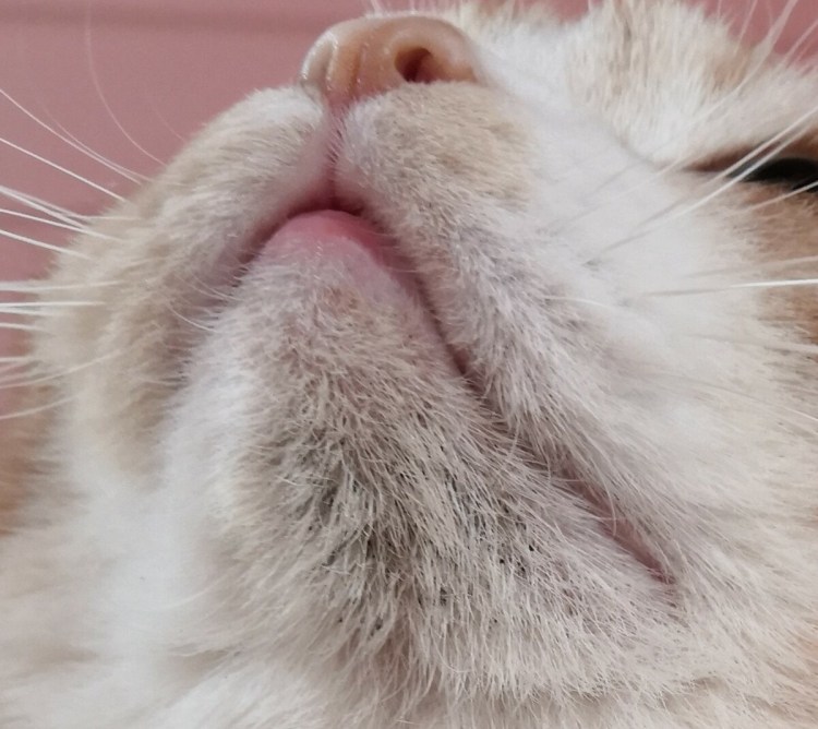 Блошиный аллергический дерматит