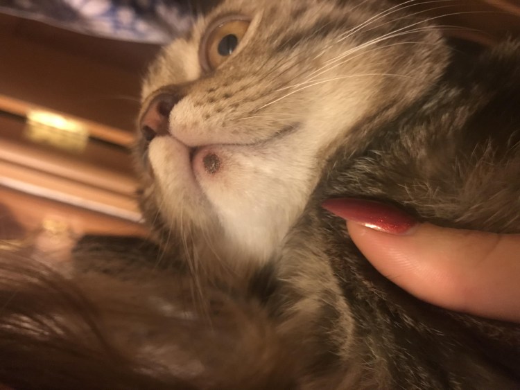 Болячка на нижней губе у кота