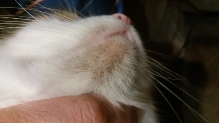 Кошка на окне