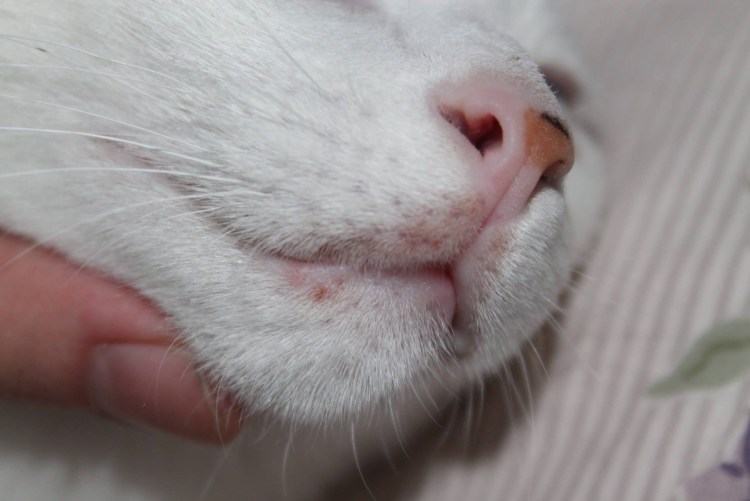 Нотоэдроз клещ кошачий