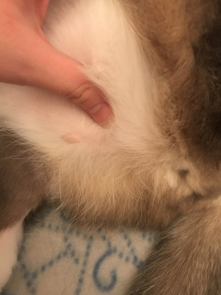 Кошачий лишай на ушках