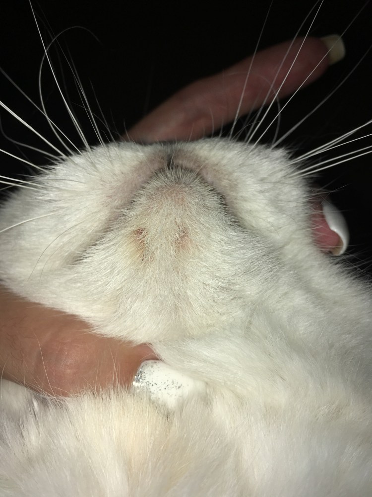 Лишай у кошки на подбородке