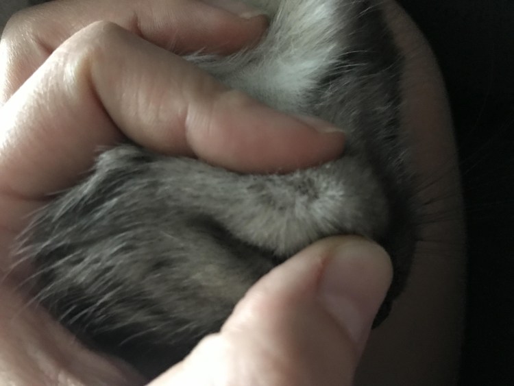 Черные пятна на губах у кота