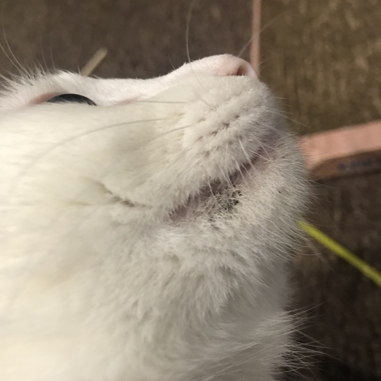 Жировик у котенка под кожей