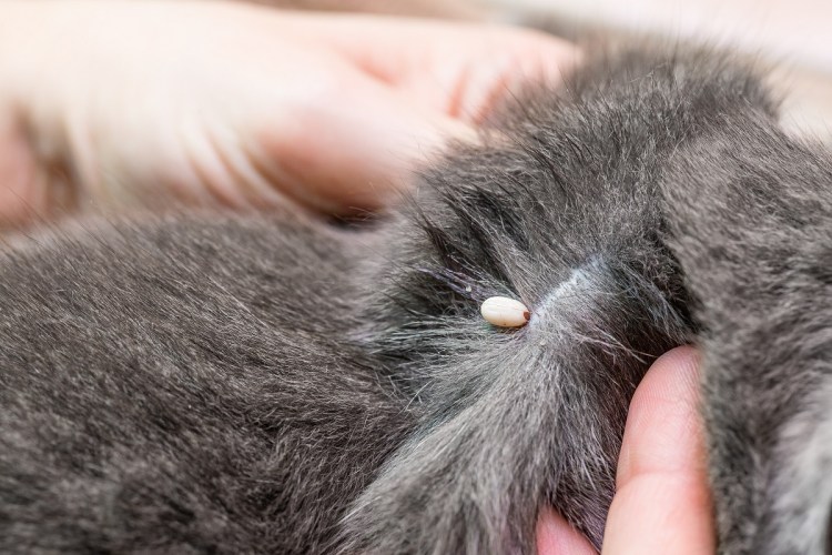 Кожные заболевания кошек акне