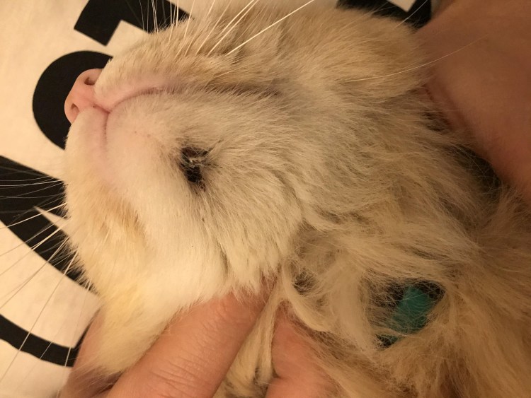 Черная шишка на коже у кота