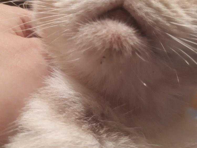 Коричневый сосочек у кота