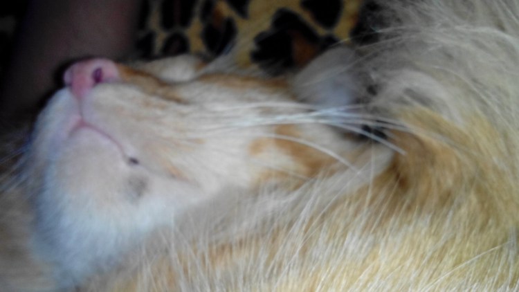 У кошки на подбородке черная грязь