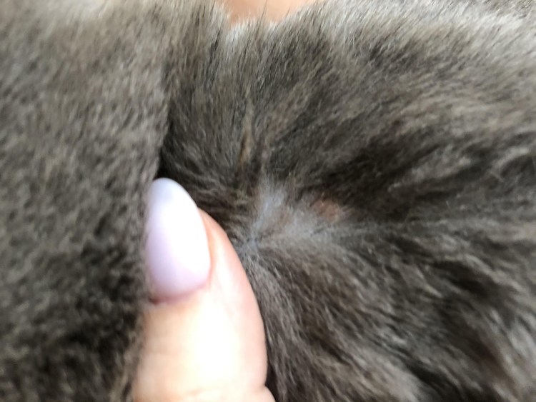 Лишай на подбородке у котенка