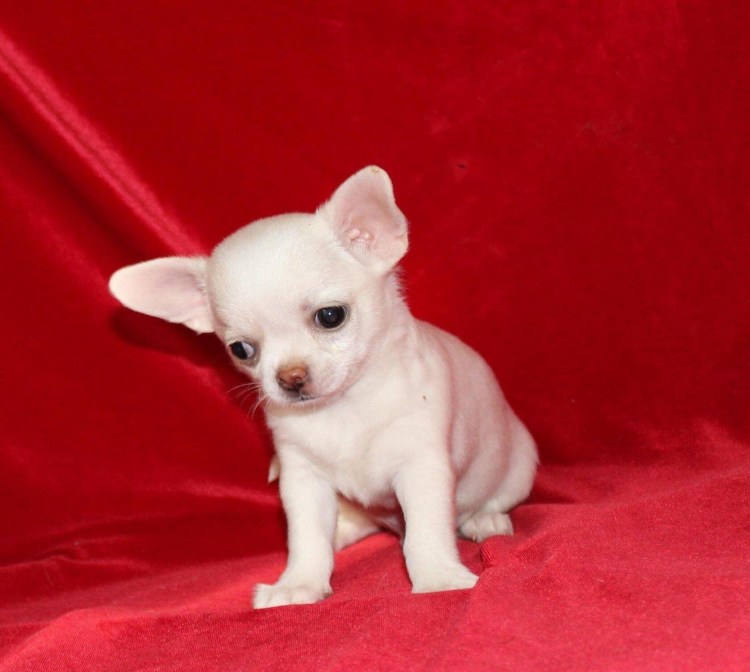 Собачки чихуахуа мини