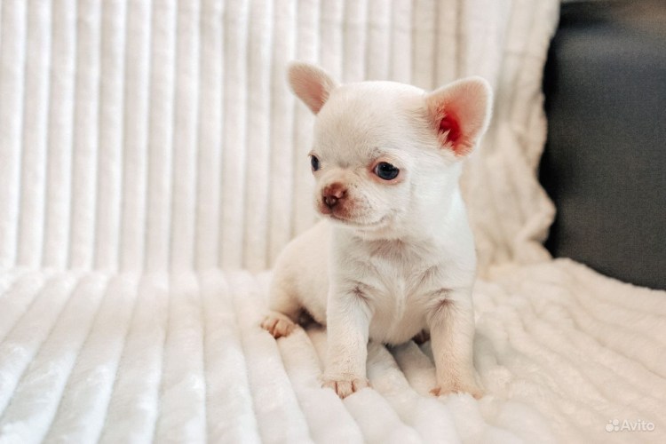 Чихуахуа мини мальчик