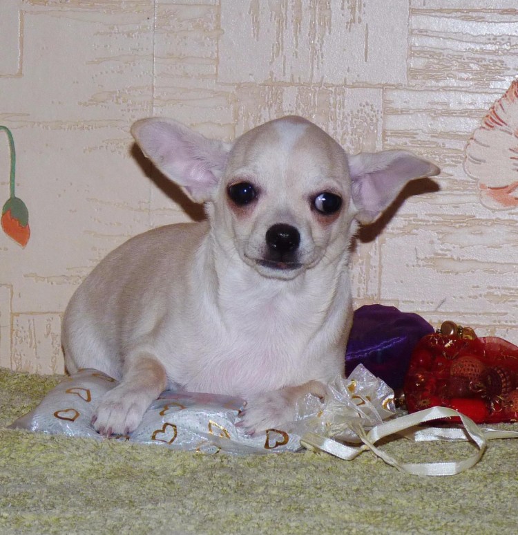 Чихуахуа мини и стандарт