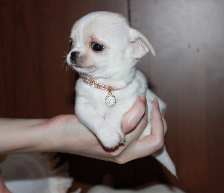 Чихуахуа короткошерстные Беби