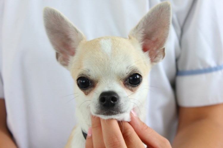 Чихуахуа белая гладкошерстная