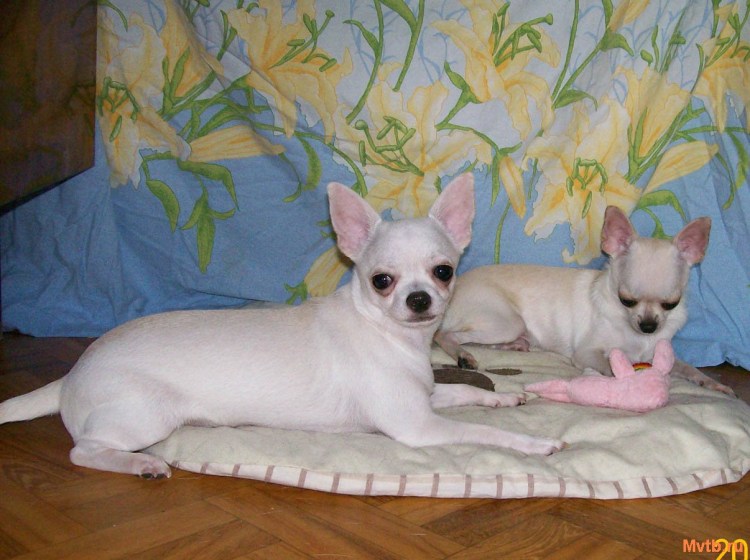 Чихуахуа стандарт гладкошерстные