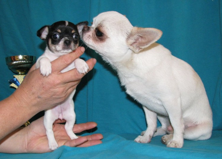 Чихуахуа кобби черный