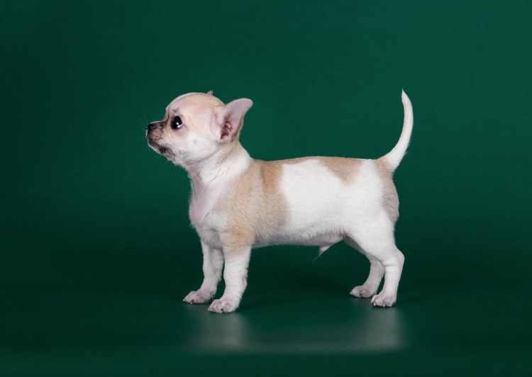Чихуахуа короткошерстные