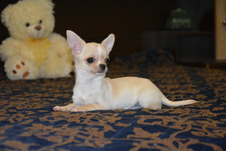 Чихуахуа гладкошерстные и длинношерстные