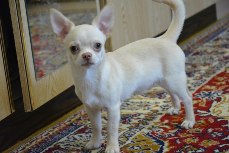 Чихуахуа стандарт гладк