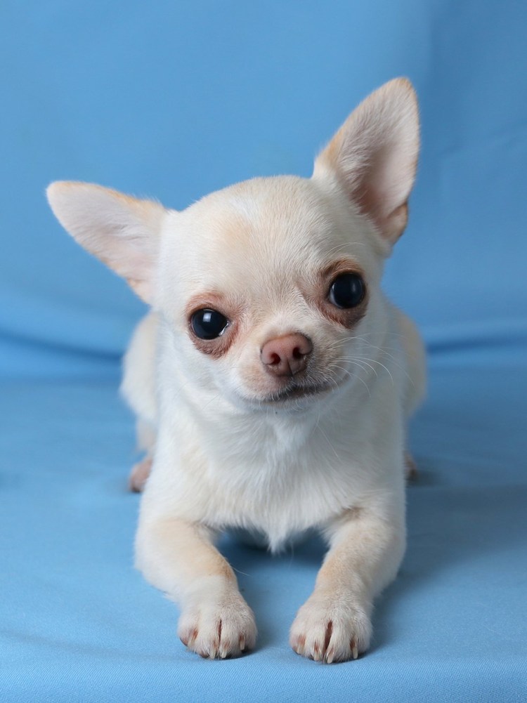 Чихуахуа короткошерстные