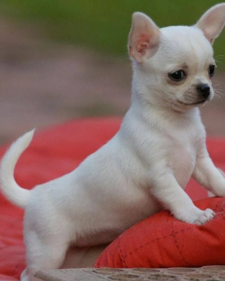 Белый чихуахуа короткошерстный