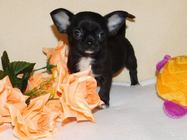 Чихуахуа стандарт гладкошерстные