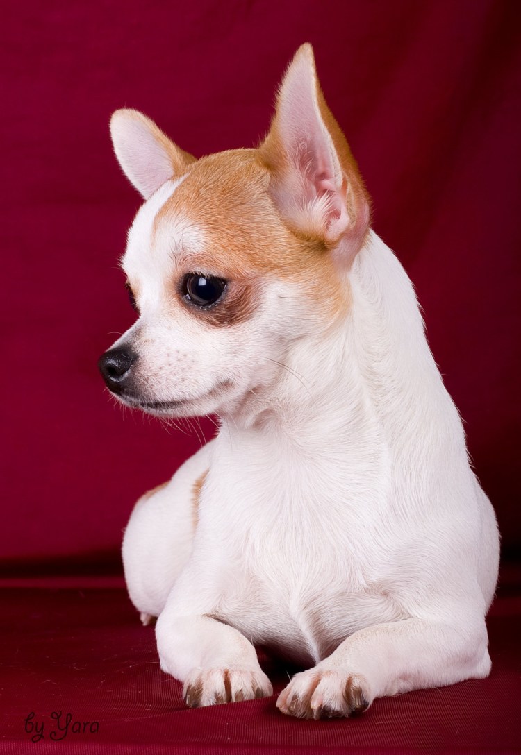 Чихуахуа стандарт гладкошерстные