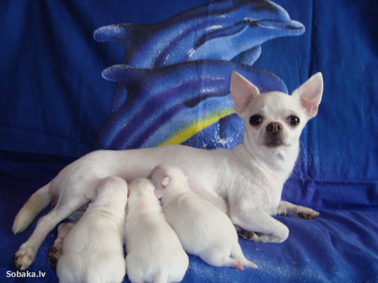 Чихуахуа палевый гладкошерстный