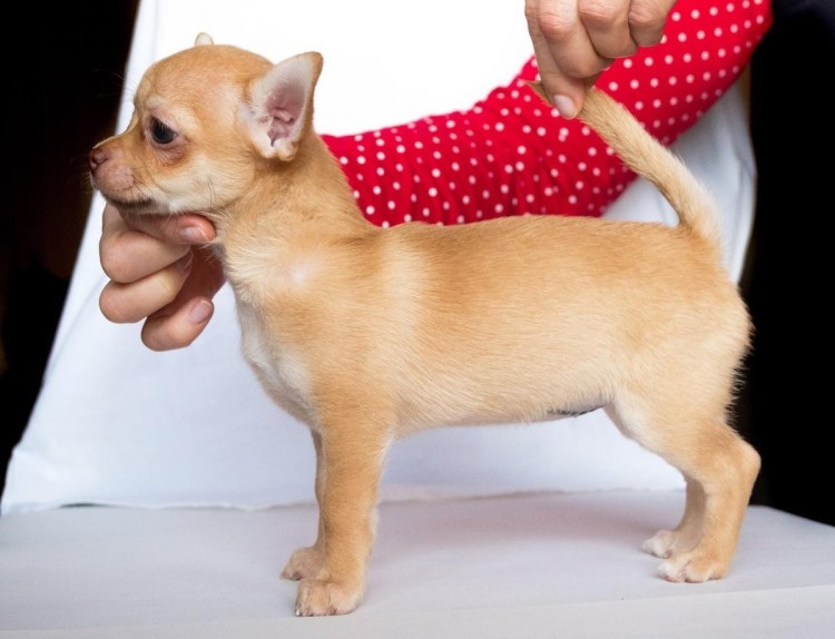 Чихуахуа короткошерстные