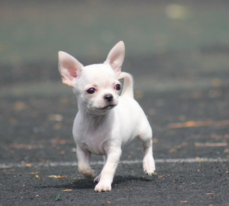 Собачки чихуахуа мини