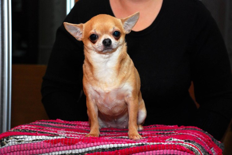 Чихуахуа гладкошерстные