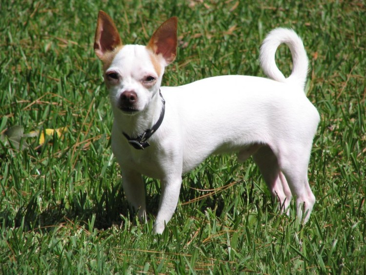 Чихуахуа короткошерстные стандарт