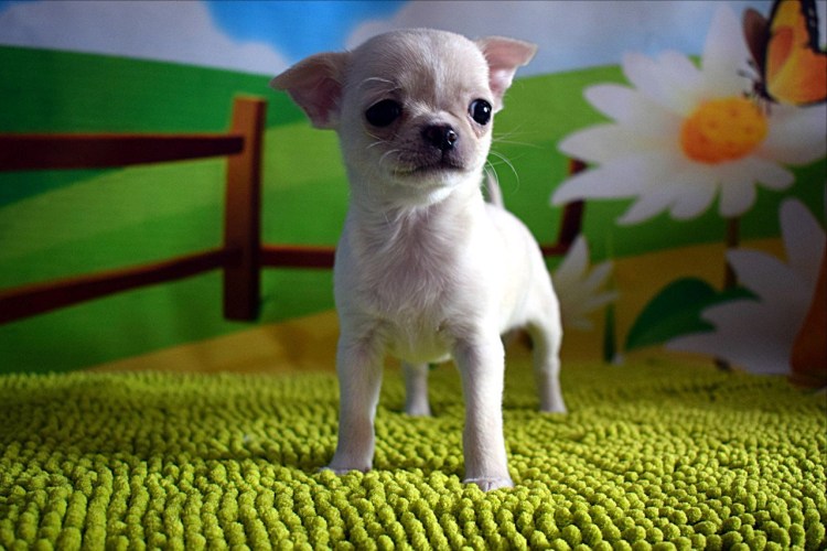 Короткошерстные чихуа чихуахуа