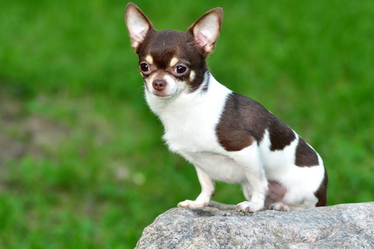 Щенки чихуахуа гладкошерстные