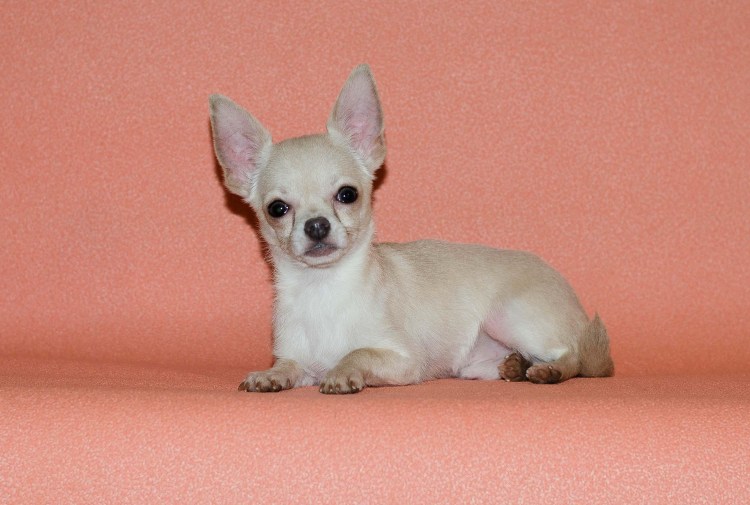 Чихуахуа мини гладкошерстные фото