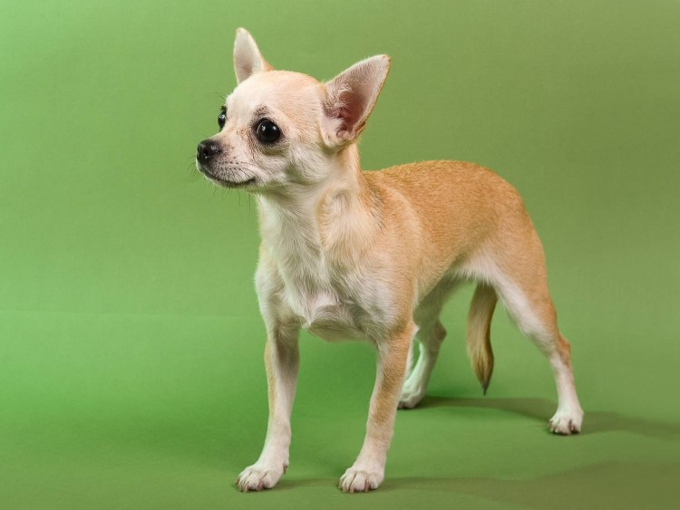 Мексиканский чихуахуа гладкошерстный