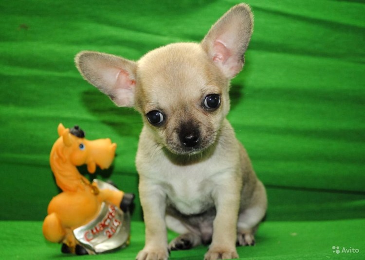 Чихуахуа гладкошерстный персиковый