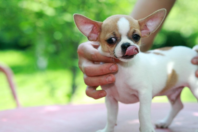 Чихуахуа белая с голубыми глазами