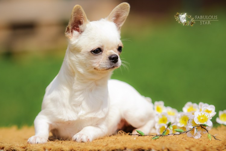 Белый чихуахуа короткошерстный