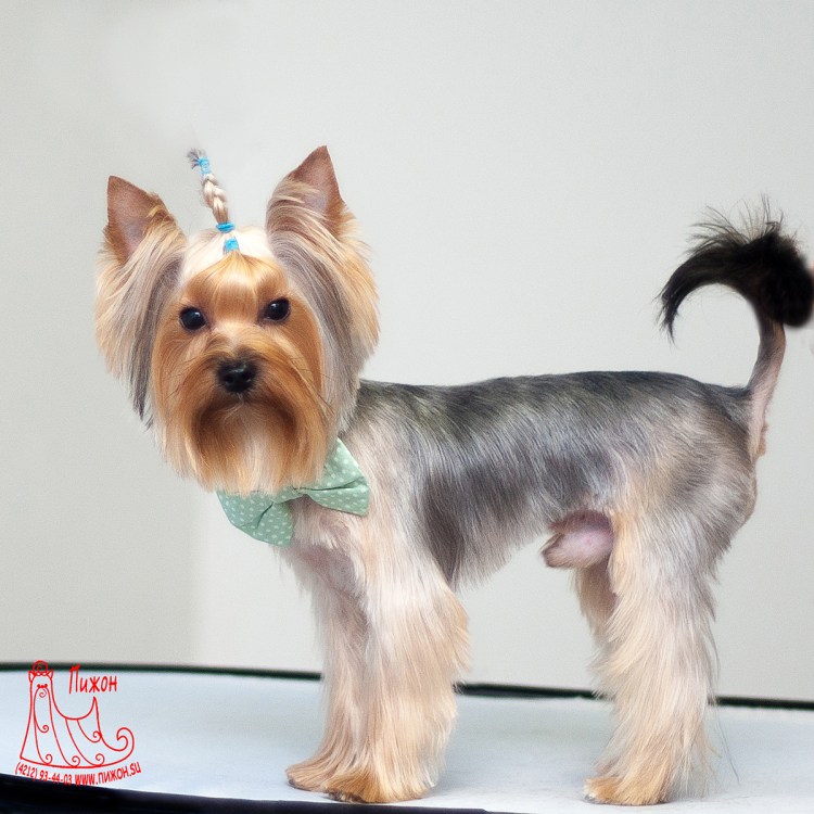 Стрижка хвоста у Йорка