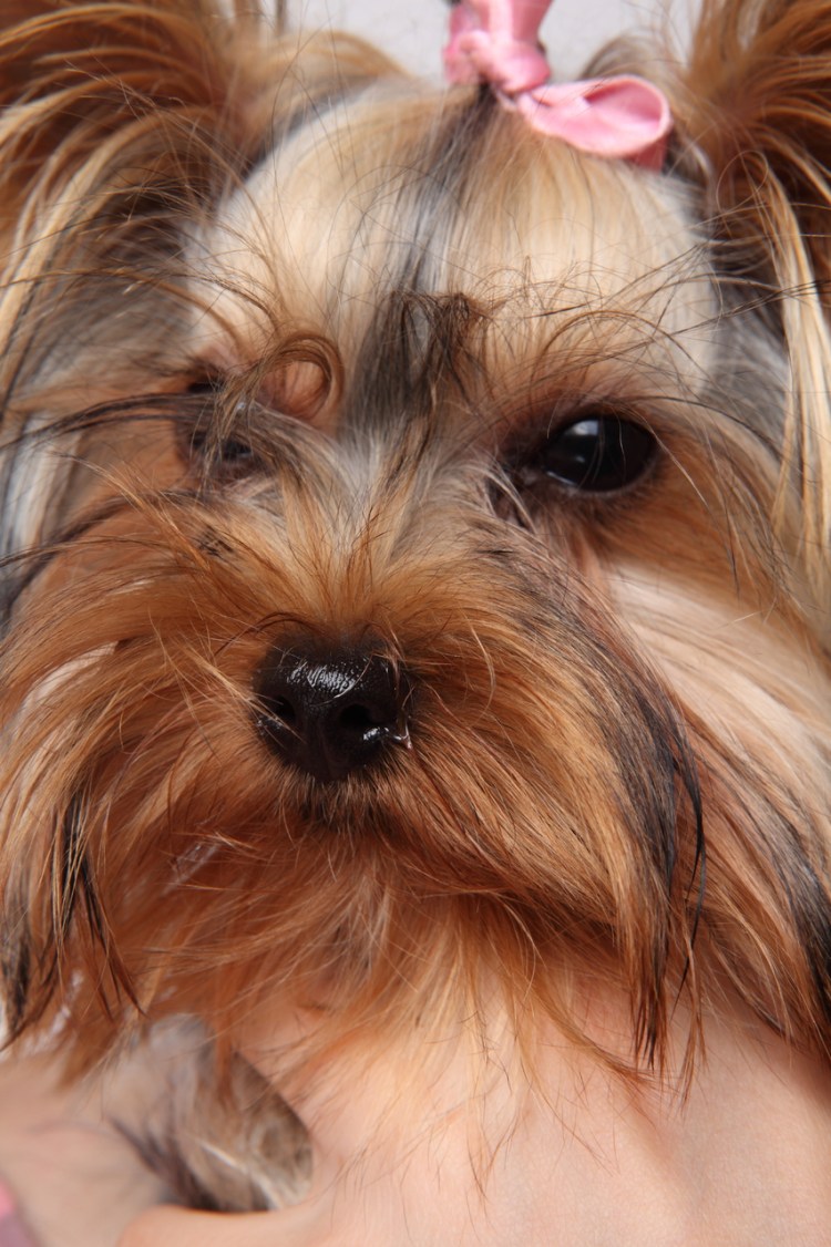 Йоркширского терьера купирование