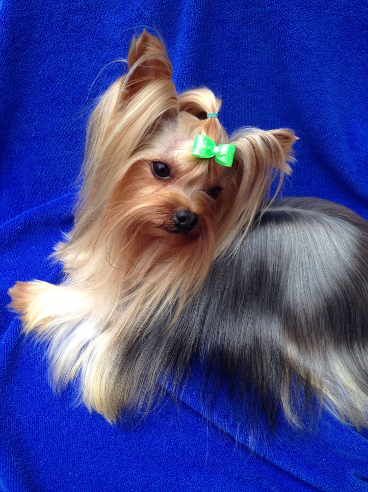 Ершистый терьер мини