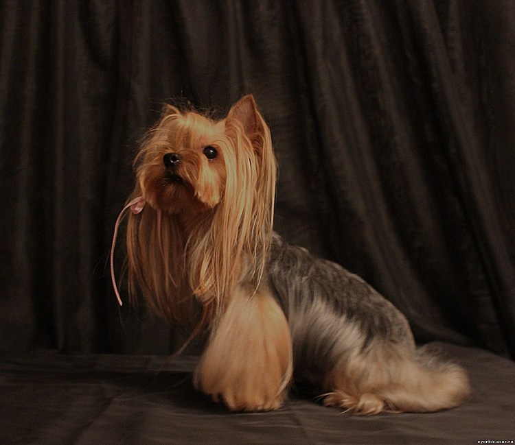 Йоркширский терьер стрижки