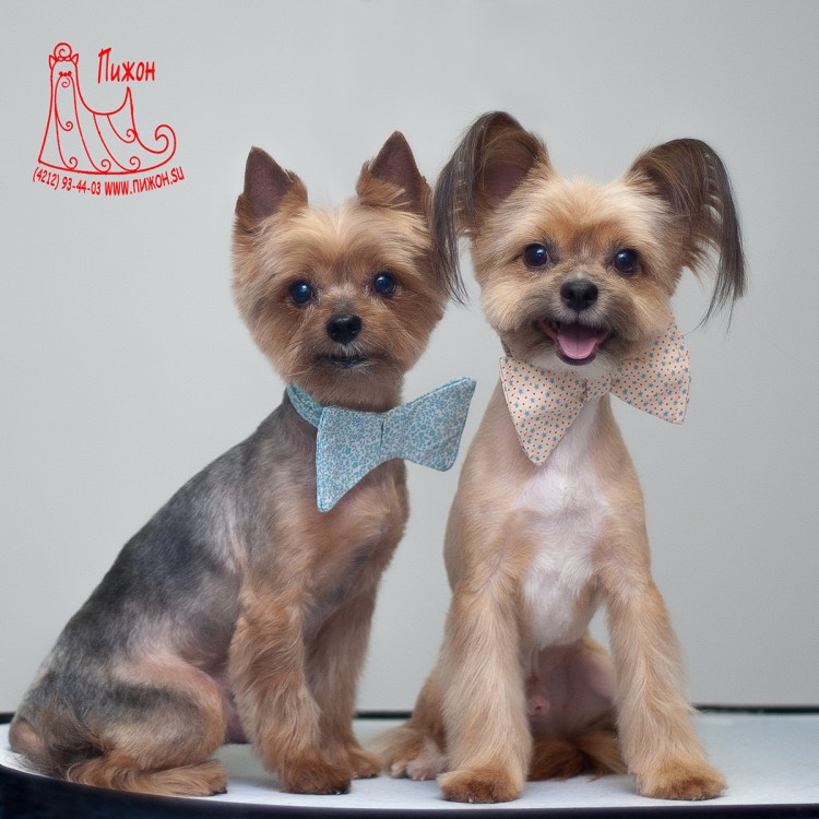 Короткая стрижка Йорка