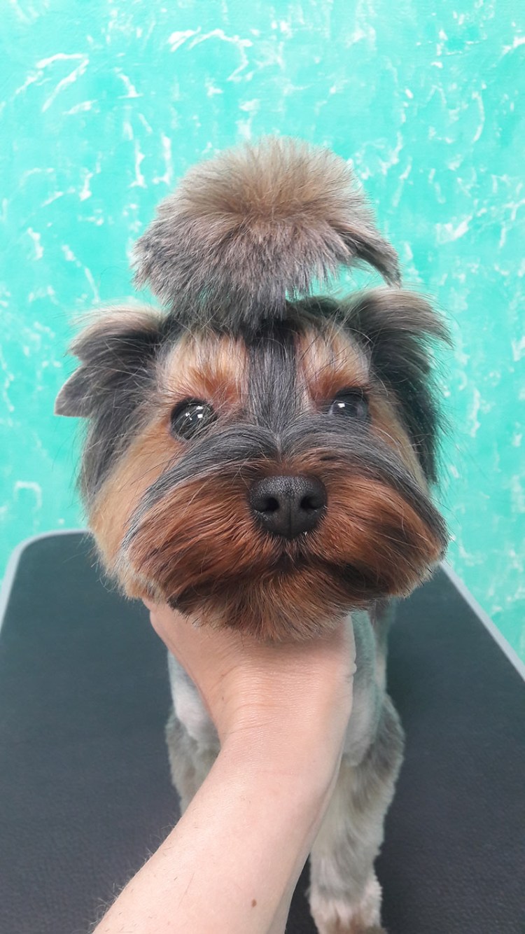 Стрижка Йорка мальчика модная щенка